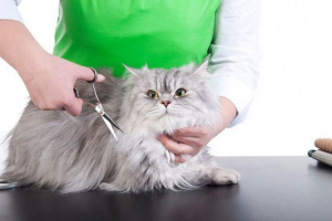 Как сами да отрежете котка с ножици? Как сами да отрежете котка с ножици?
